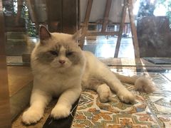 -more than meow吴止猫主题餐厅(承德 中船汇店)