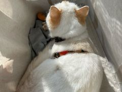 -东方名猫馆·英短金渐层布偶猫舍(环线广场1号楼店)