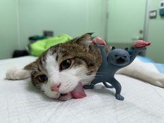 -东莞宠友24H宠物中心医院·转诊夜诊·异宠(新河北路院)