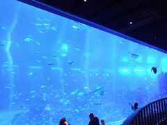 -新加坡海洋生态馆