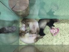 -藦茜花园宠物主题亲子互动体验馆(国顺东路店)