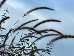 -广西壮族自治区药用植物园