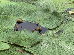 -水八仙生态园