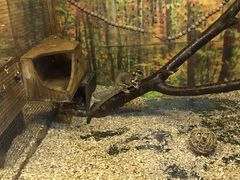 -上海大自然野生昆虫馆(东方明珠·爬宠昆虫探索中心)