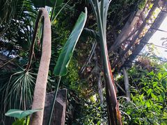 -北京植物园-展览温室