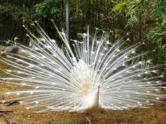 -泉州海丝野生动物世界