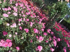 -宝鸡植物园