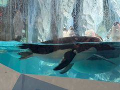 -帝企鹅自助餐厅•儿童岛•真企鹅(长隆企鹅酒店)