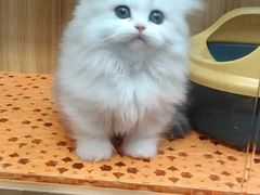 -欣宠猫屋·矮脚拿破仑·蓝金金渐层