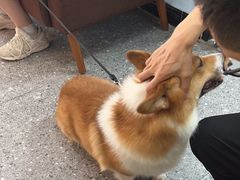 -小呆的宠物店·宠物售卖·宠物寄养(城西店)