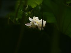 -陈家山荷花公园