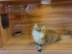 -猫十亿·布偶金渐层·曼基康矮脚猫舍(青年路店)