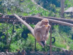 -西双版纳原始森林公园