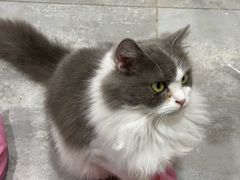 -楼上猫咖(罗湖店)
