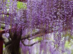 -嘉定紫藤园