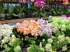 -双季花艺园艺市场(浦东店)