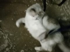 -猫猫幼稚园·撸猫·桌游·电玩