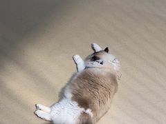 -藏猫猫咖啡主题馆(中央大道店)