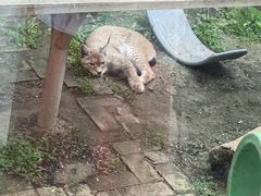 -青藏高原野生动物园
