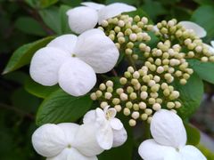 -凤来栖·净庭院·火锅(欧尚店)