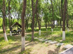 -大兴滨河森林公园