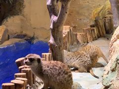-正佳雨林生态植物园