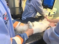 -御宝贝·A梦猫科宠物医院(国际猫友好医院)