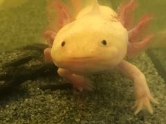 -韩盛炭火烤肉(万达广场店)