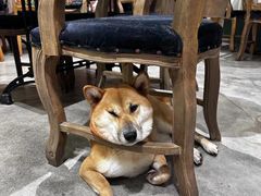 -more than meow吴止猫主题餐厅(承德 中船汇店)