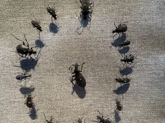 -烟台自然博物馆