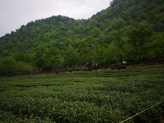 -中国茶叶博物馆(双峰馆区)
