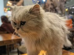 -猫小院猫主题餐厅(三里屯店)