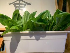 -番食园鲜食火锅(高新店)