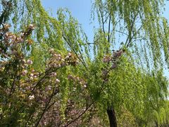 -昆山城市生态森林公园