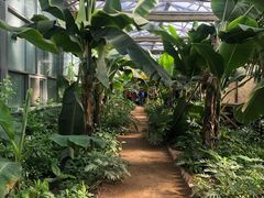 -呀路古热带植物园