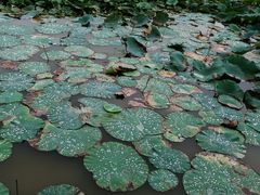 -素心斋素食餐厅
