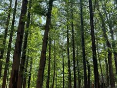 -白水寺森林公园