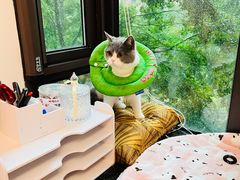 -伟伟宠物医院·CT影像中心·瑞派犬猫综合性门诊(汉口总院)