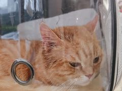-瑞鹏宠物医院·骨科·猫科·内科(第一中心)