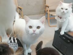 -Heymao猫咖.咖啡厅(东门店)