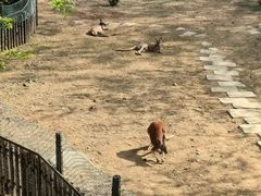 -大连森林动物园