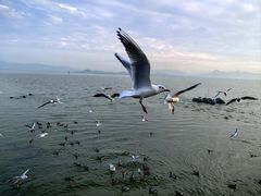 -深圳湾公园(南山区)