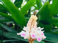 -中国科学院华南植物园