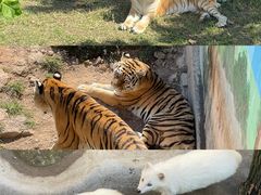 -西霞口神雕山野生动物世界