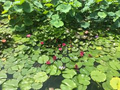 -国家植物园南园