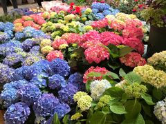-双季花艺园艺市场(浦东店)