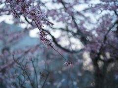-西芳寺(苔寺)
