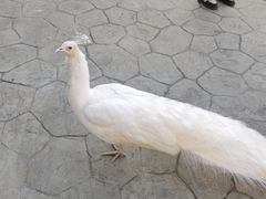 -栾川竹海野生动物园
