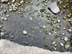 -习家池