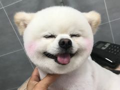 -宠福鑫康馨动物医院·骨科·眼科